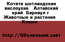 Котята шотландские вислоухие - Алтайский край, Барнаул г. Животные и растения » Кошки   